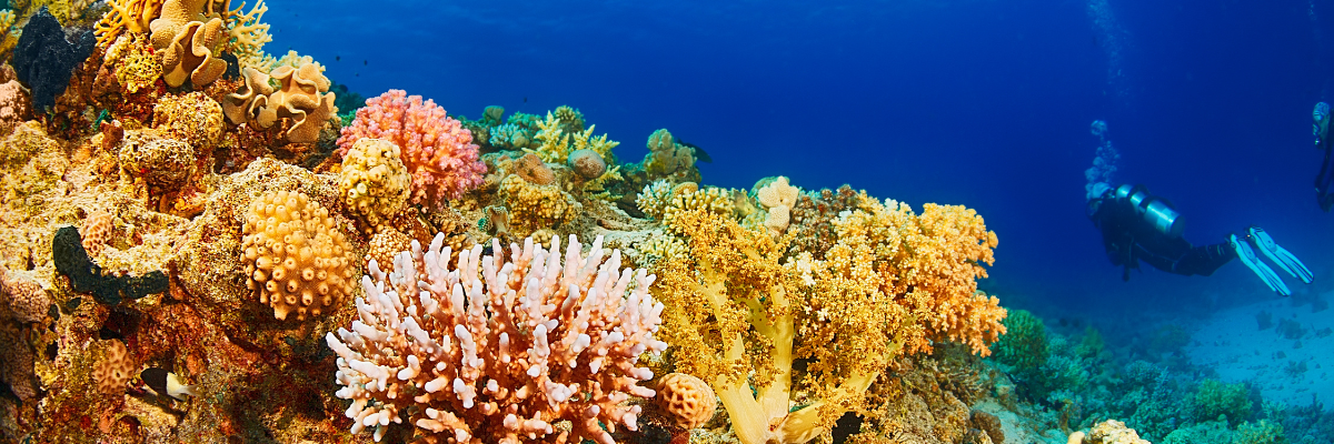 felicidad-diving-red-sea